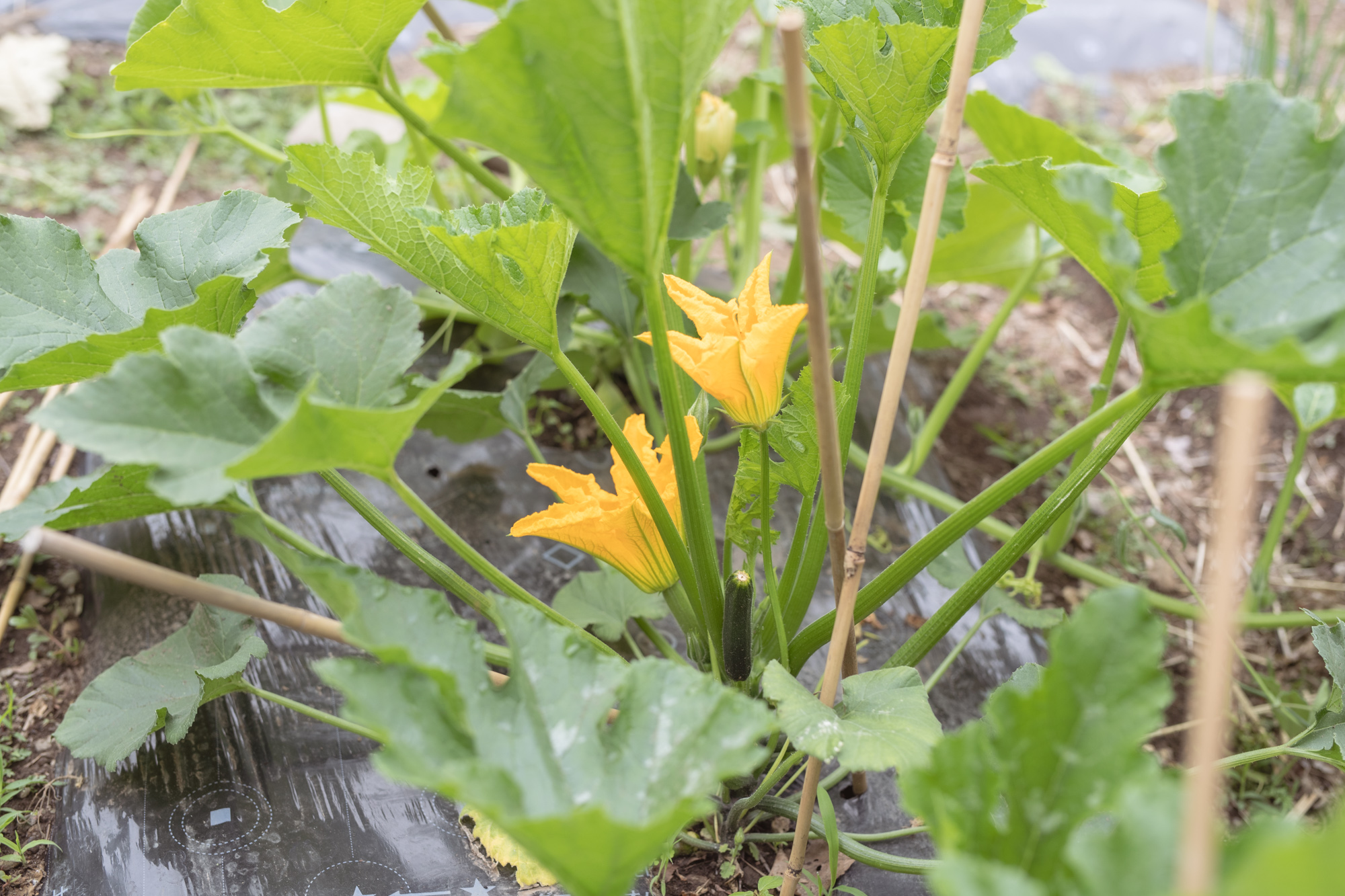 グッドライフの畑で育つ花ズッキーニ
